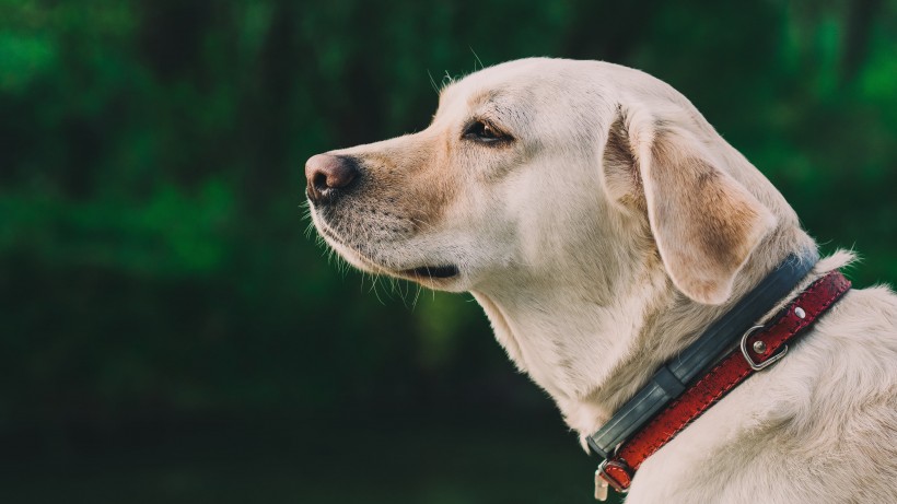 活泼忠诚的拉布拉多猎犬图片