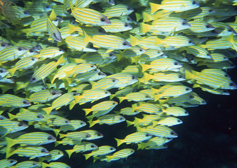 海底生物图片