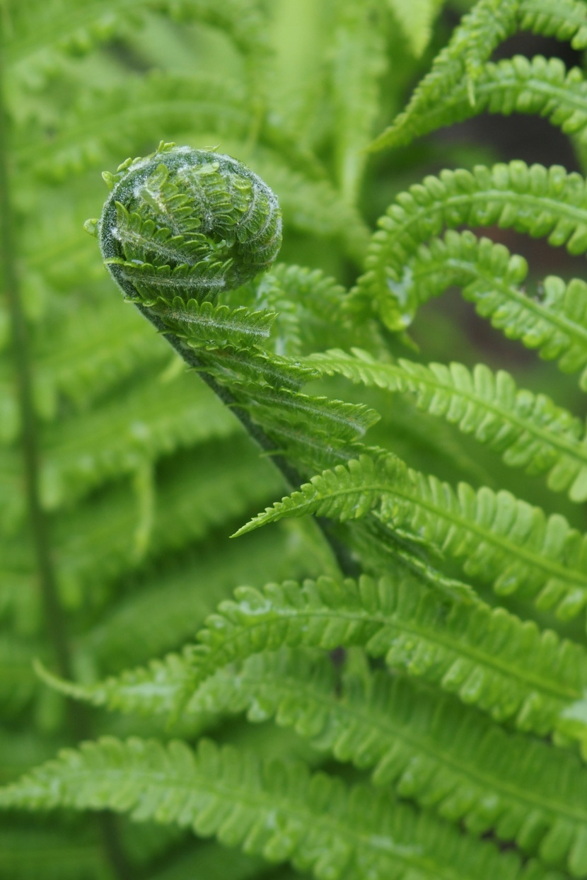 绿色蕨类植物图片