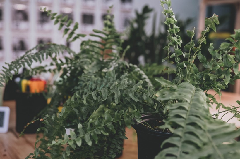 室内的绿植盆栽图片