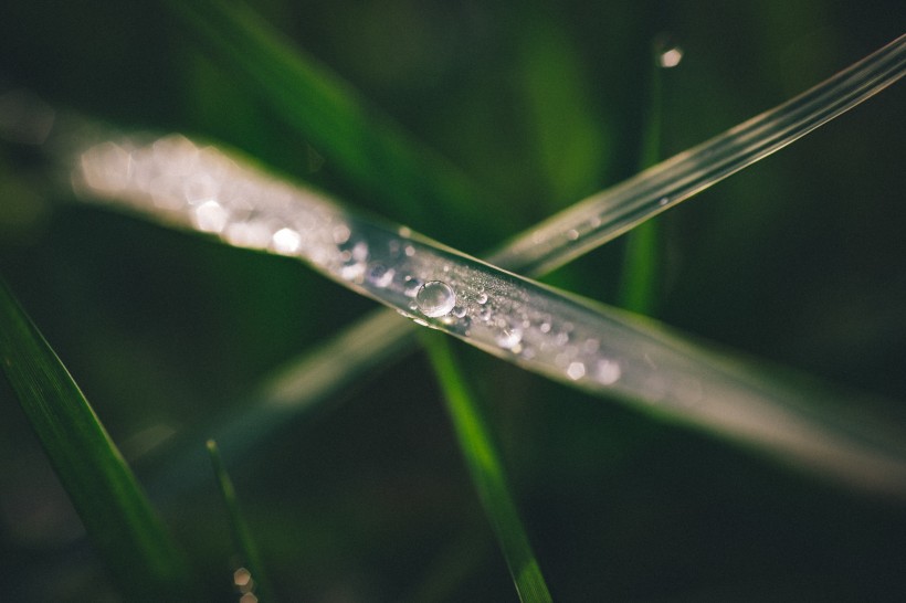 青草上面的露水圖片