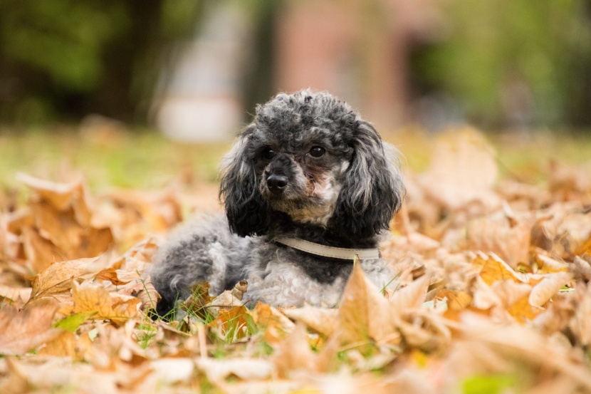 聰明活潑的迷你貴賓犬圖片