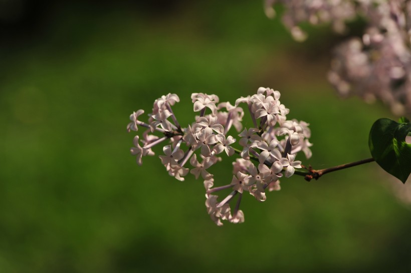 淡紫色丁香花圖片