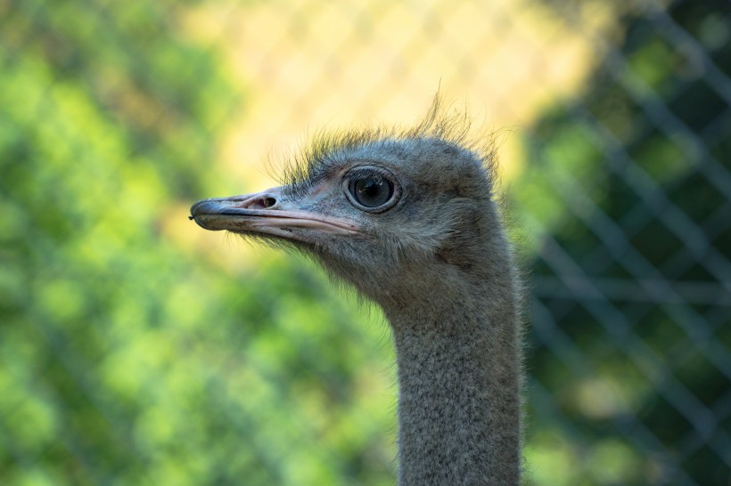 世界最大的鳥類鴕鳥圖片