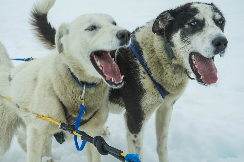 雪地上的雪橇犬图片