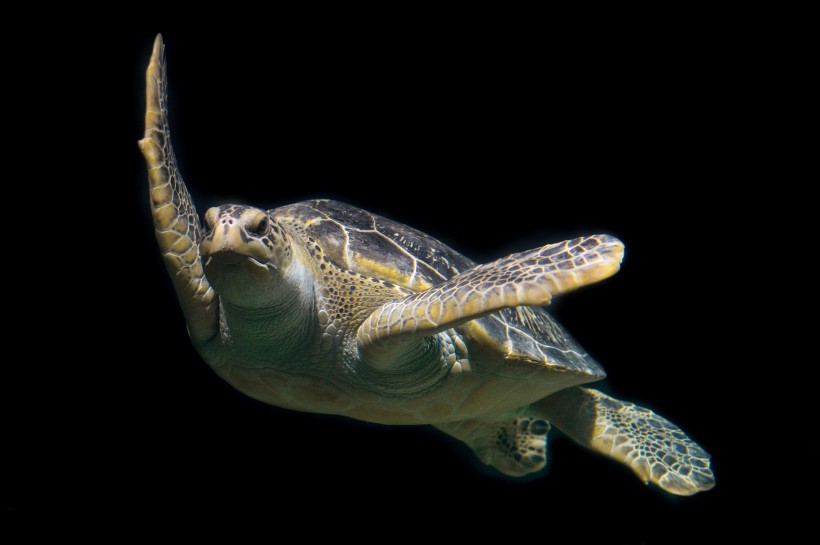 海中奋力游泳的海龟图片
