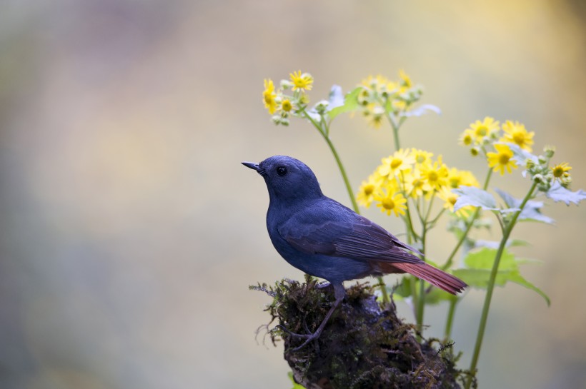 紅尾水鴝鳥類圖片