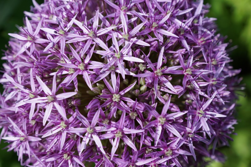 紫色的韭菜花图片