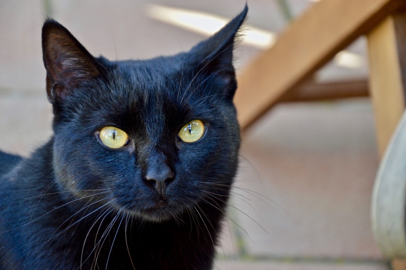 神秘独特的黑猫图片