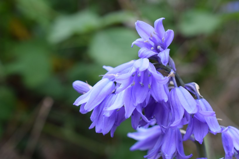 盛開的藍(lán)鈴花圖片