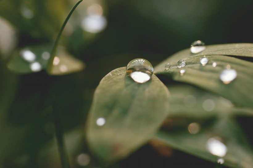 植物上的水珠图片