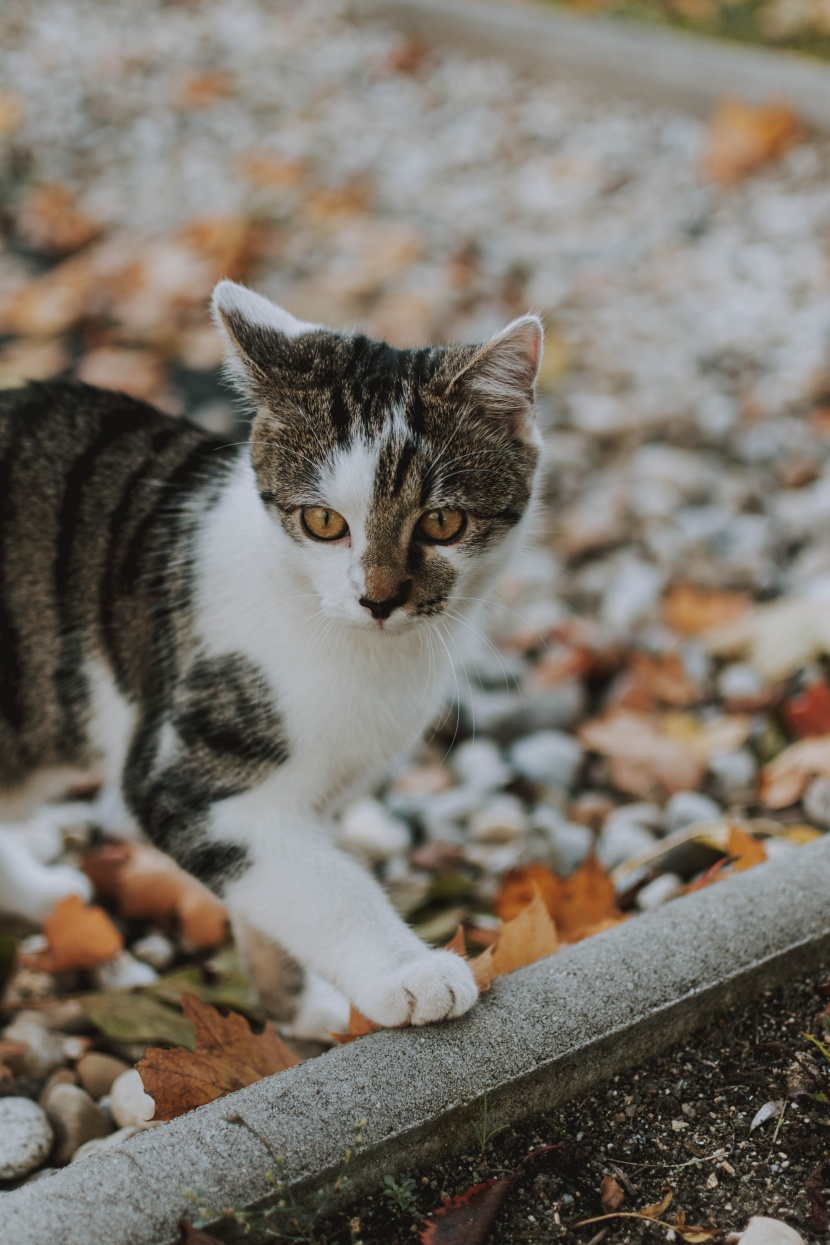 可爱的灰猫图片