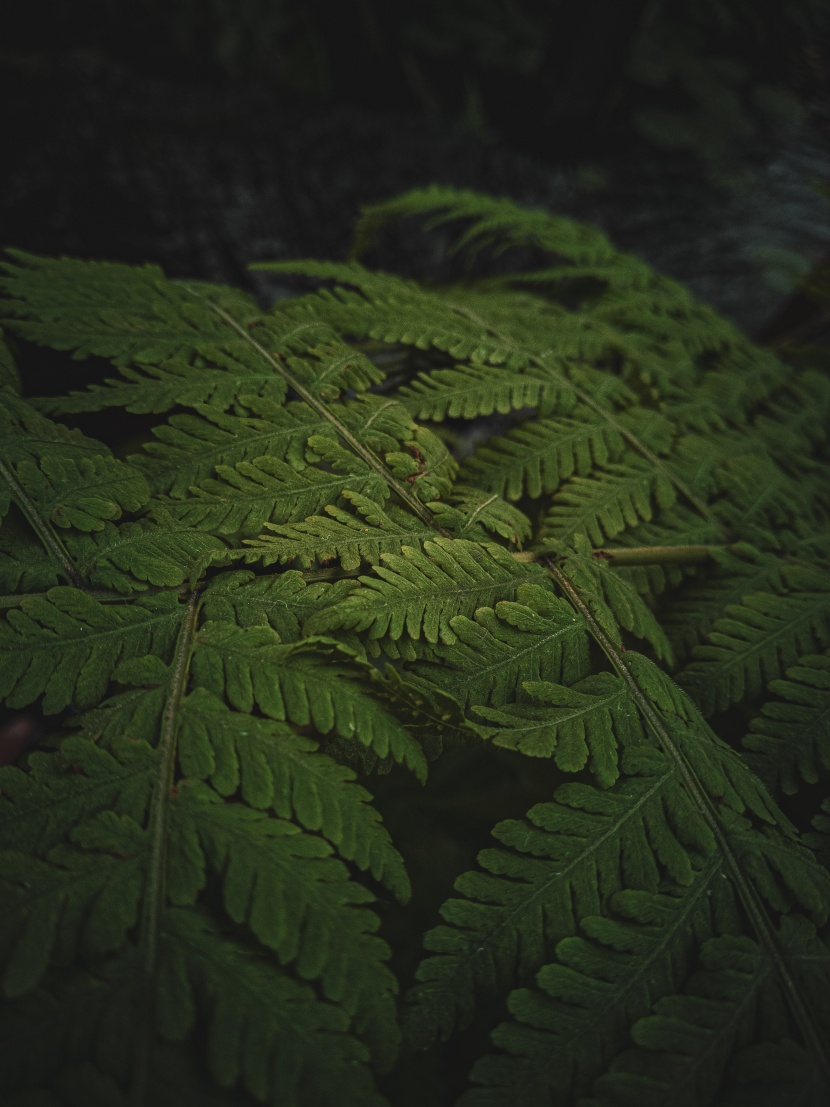 绿色茂盛的蕨菜图片