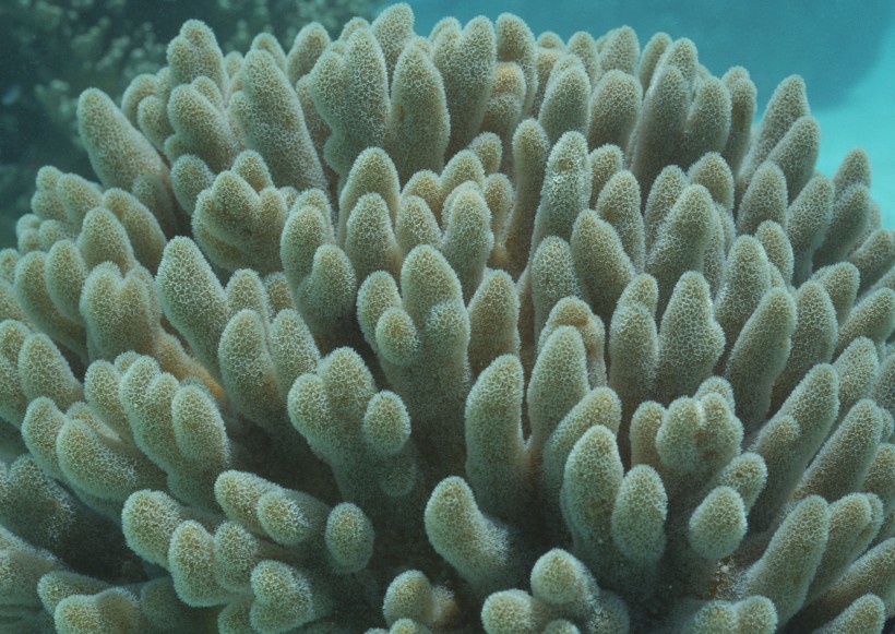 奇幻的海底生物图片