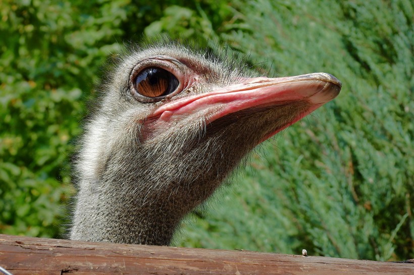 世界上最大的鳥類鴕鳥圖片