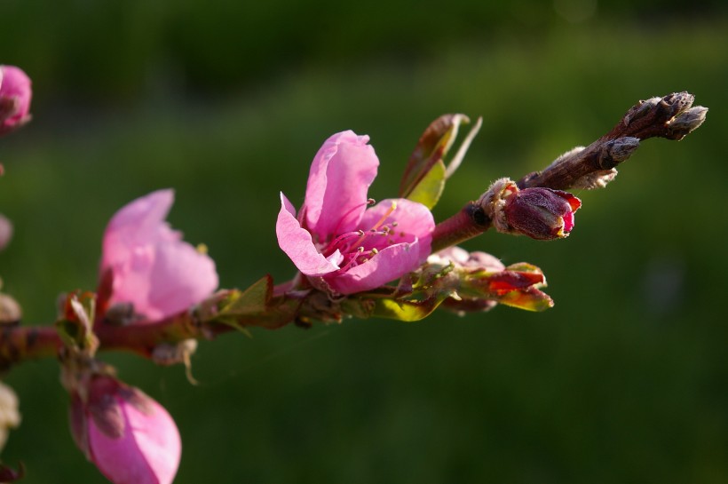 枝頭盛開(kāi)的桃花圖片