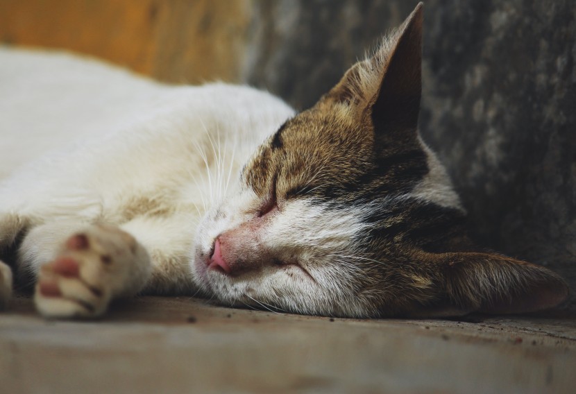 室外睡着的猫咪图片