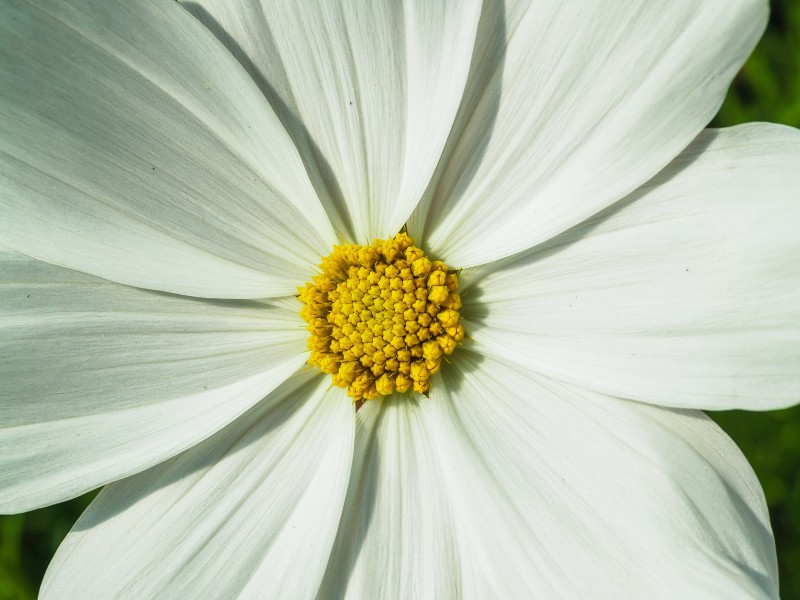 花蕊特寫圖片