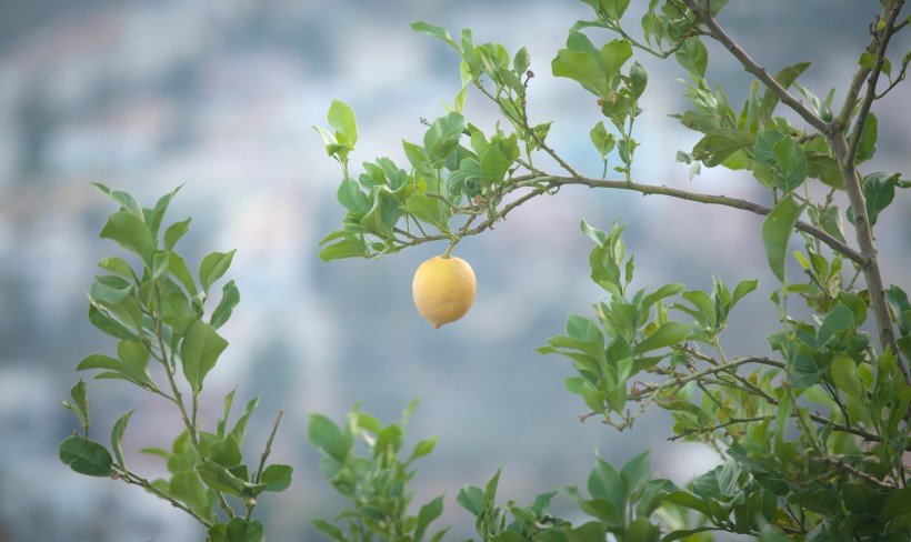 美丽清香的柠檬树图片