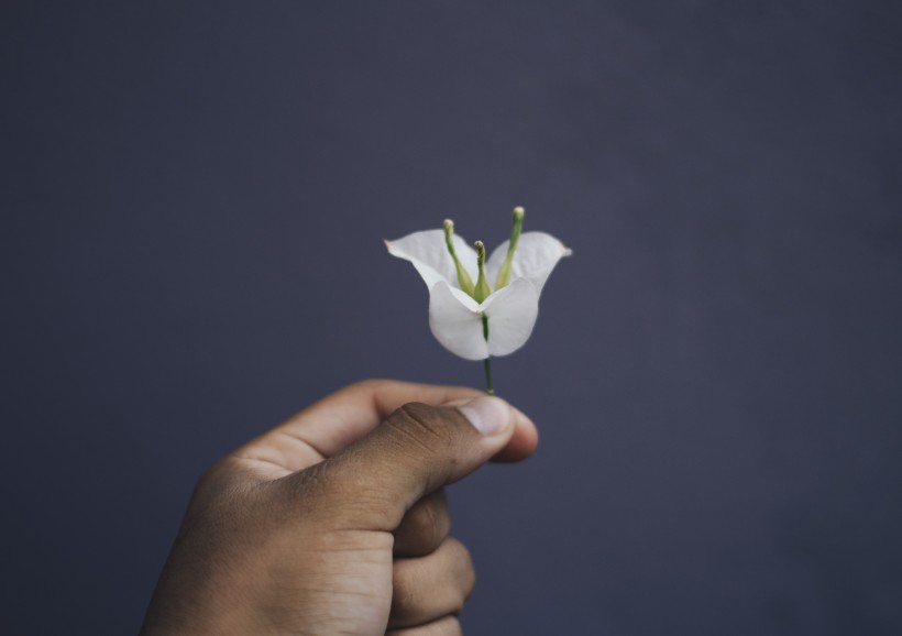 手上的鲜花和花瓣图片