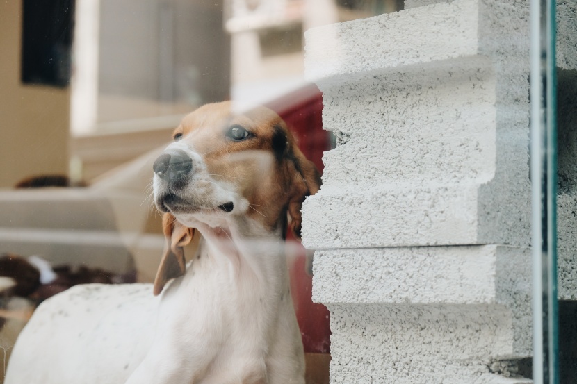 诙谐气质的巴吉度犬图片