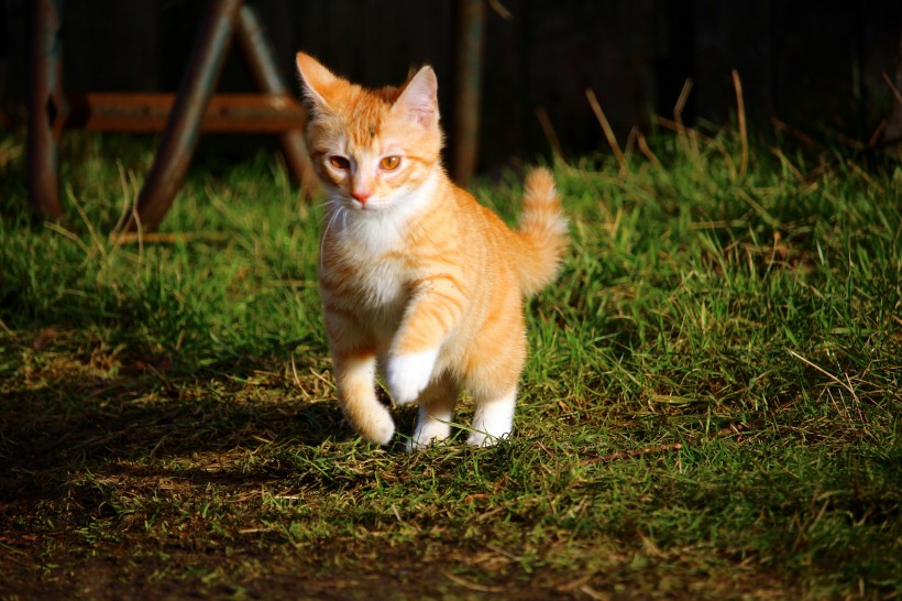 呆萌可爱的虎斑猫图片