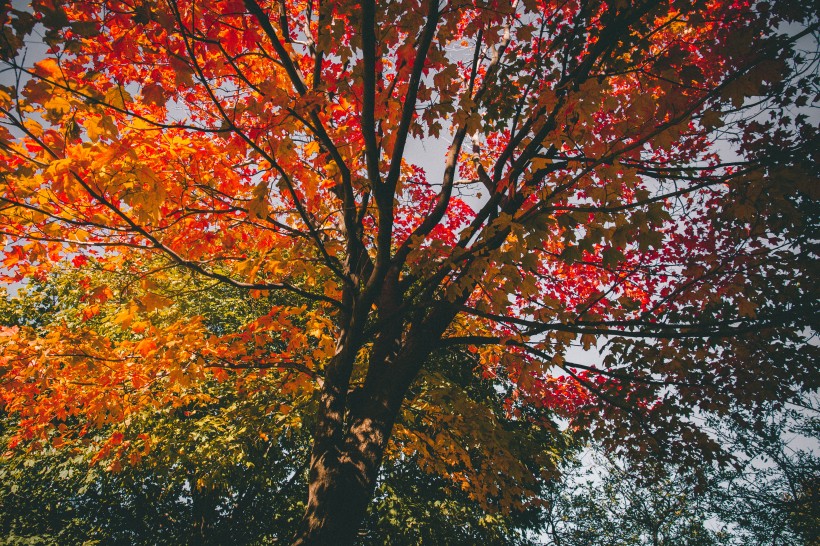 秋天颜色丰富的树叶图片