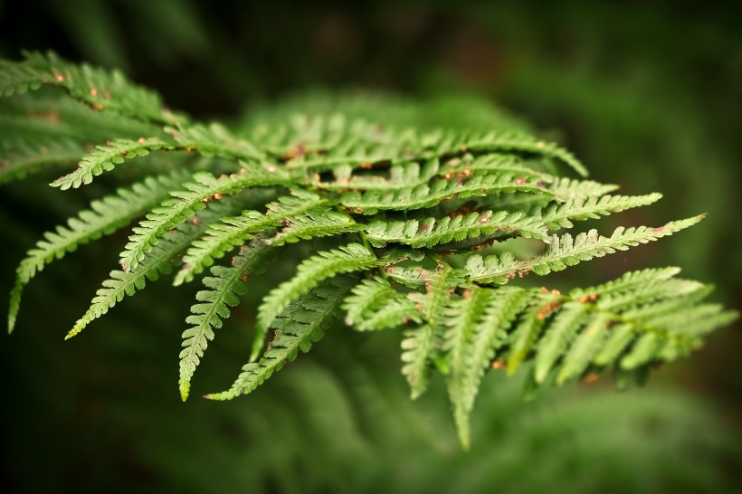 綠色蕨類植物圖片