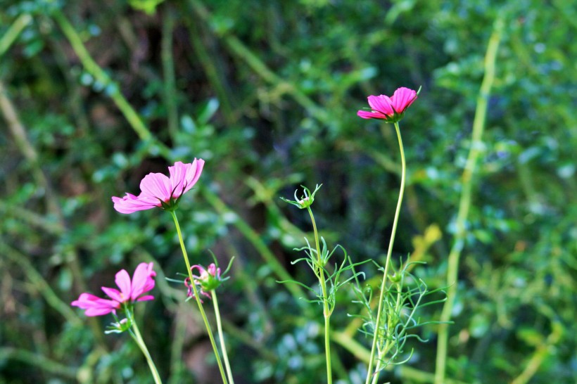 淡雅唯美的波斯菊?qǐng)D片