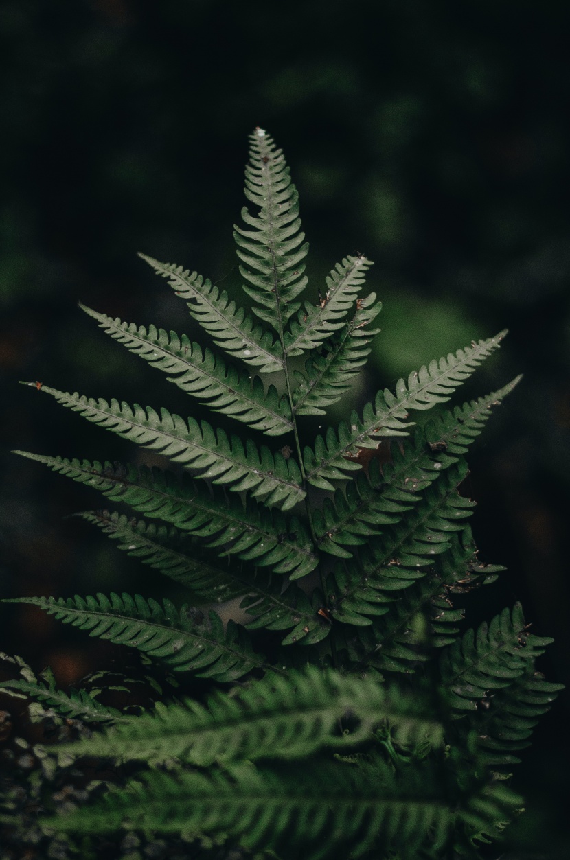 绿色茂盛的蕨菜图片