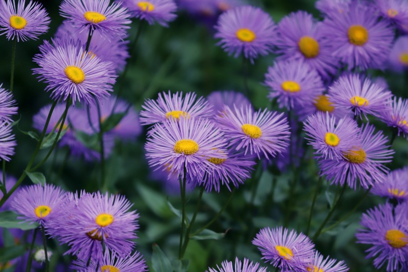 秋季观赏花卉紫菀花图片