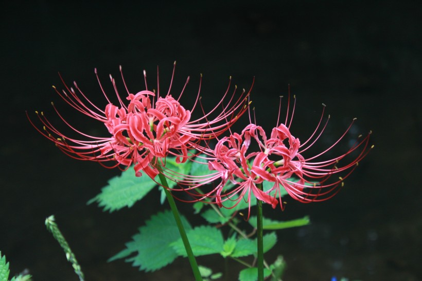 紅色熱情的曼珠沙華圖片