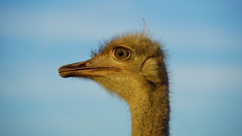 世界上最大的鳥類鴕鳥圖片