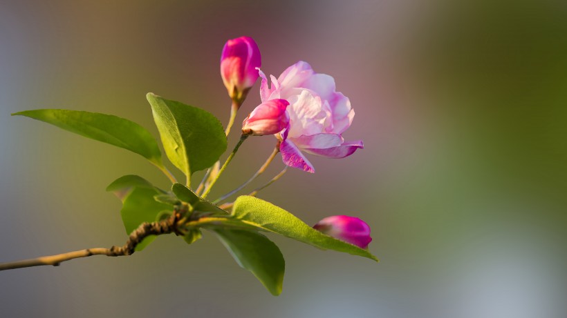 粉嫩淡雅的海棠花圖片