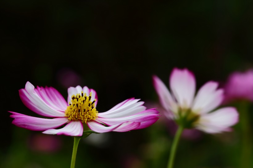 淡雅的格桑花图片