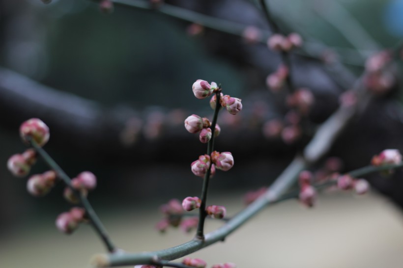 含苞待放的梅花圖片