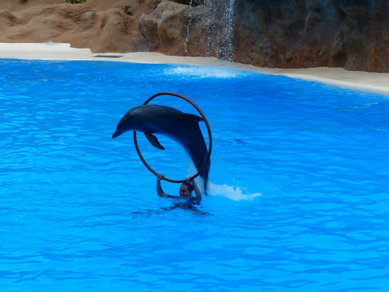 水族館里的海豚圖片