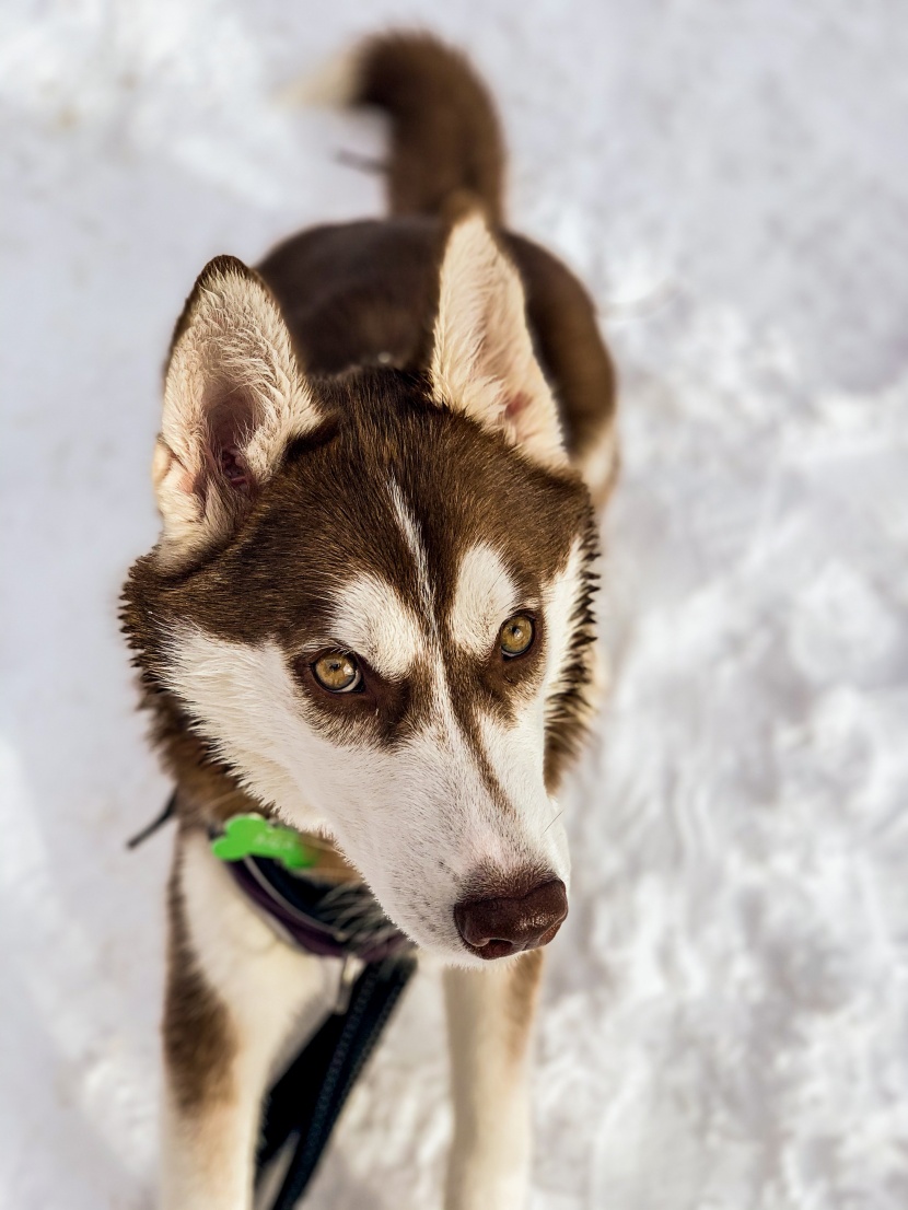 生性友善的西伯利亚雪橇犬图片