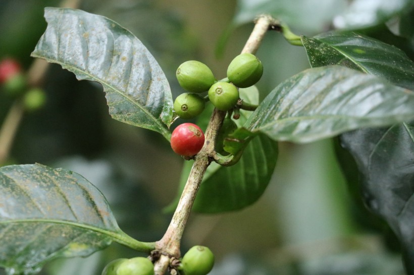 圆形果实的咖啡树植物图片