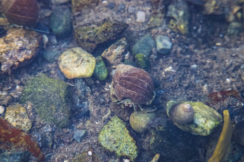 海边的清道夫寄居蟹图片