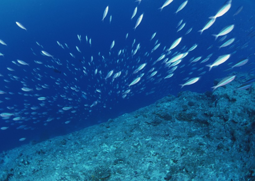 海底生物图片