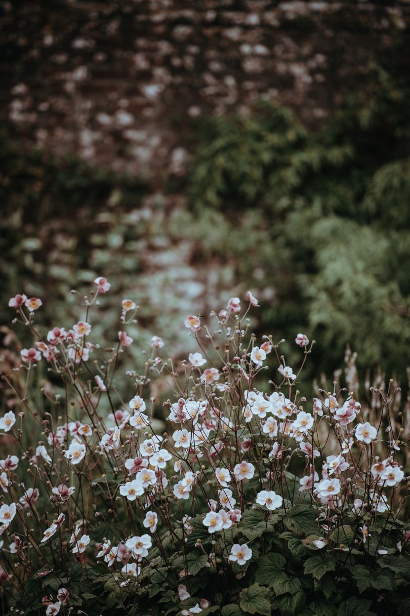 花園里的小花圖片