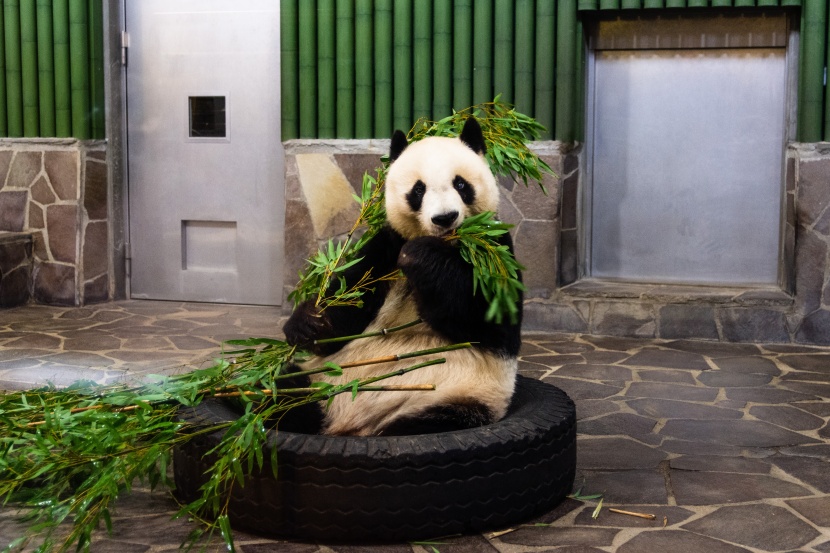 认真吃竹子的熊猫图片