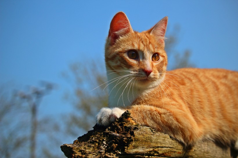 呆萌可爱的虎斑猫图片