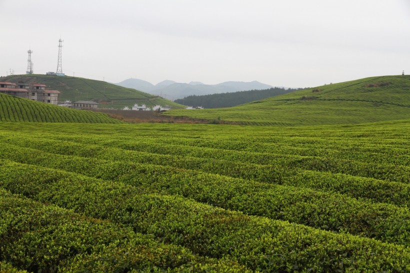 风景优美的茶树图片