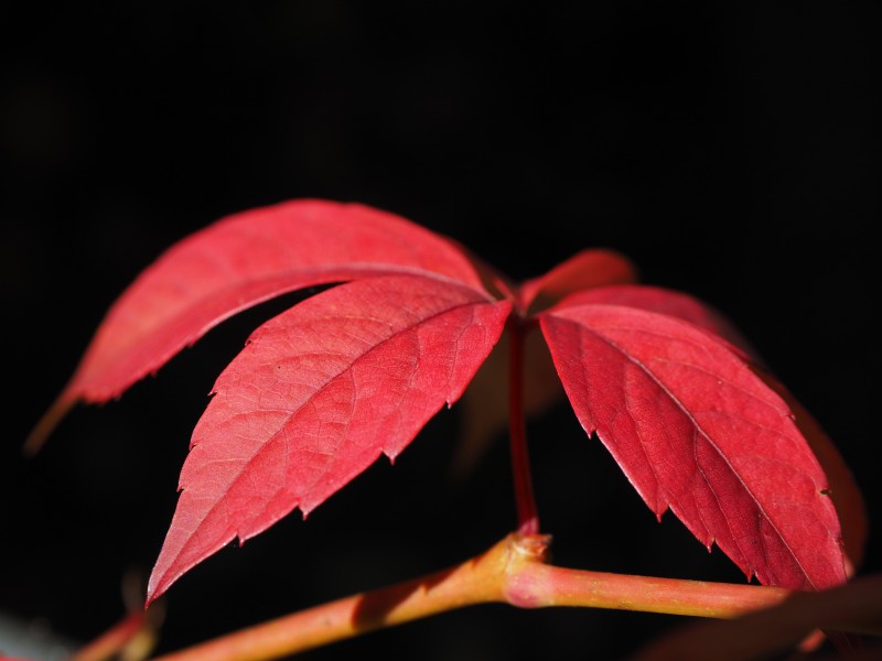 綠色和紅色努力攀巖的爬山虎圖片