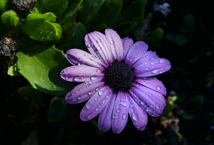 雨后的鮮花圖片