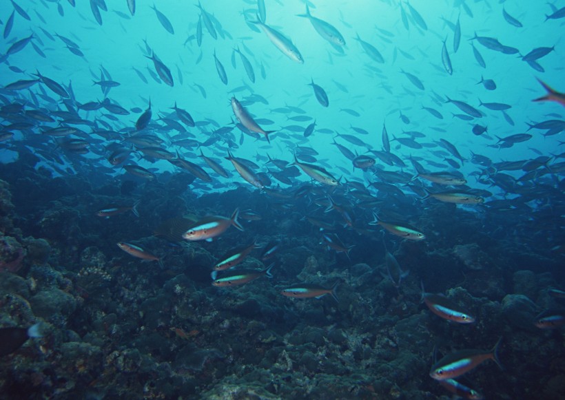 海底生物图片