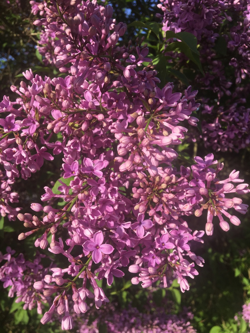 紫色唯美的丁香花图片