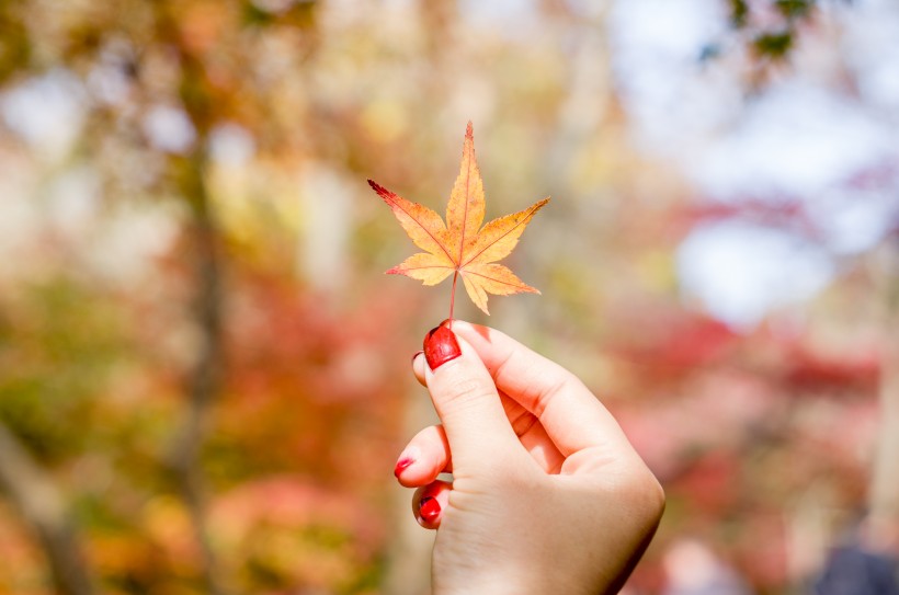 江蘇南京棲霞寺紅楓與銀杏風(fēng)景圖片